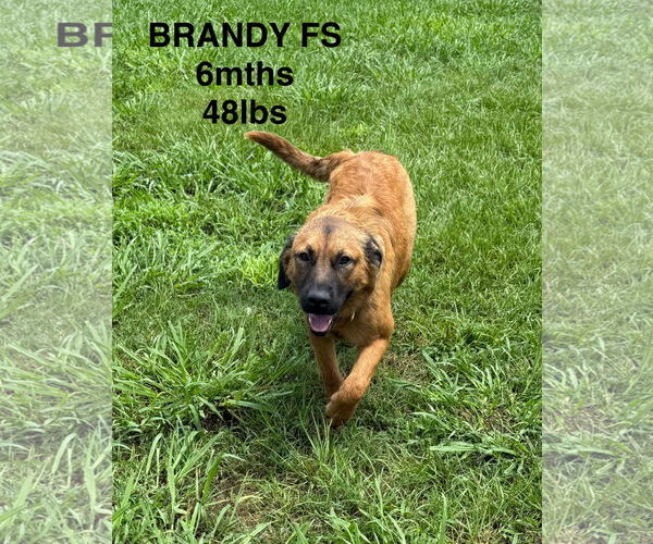 Medium Photo #2 Mutt Puppy For Sale in Woodbury, NY, USA