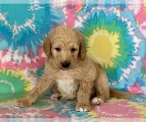 Labradoodle-Poodle (Standard) Mix Puppy for sale in LANCASTER, PA, USA