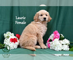 Small #2 English Cream Golden Retriever