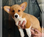 Puppy 1 American Corgi