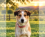 Ellie - Female Mutt Dog for Adoption - Small photo