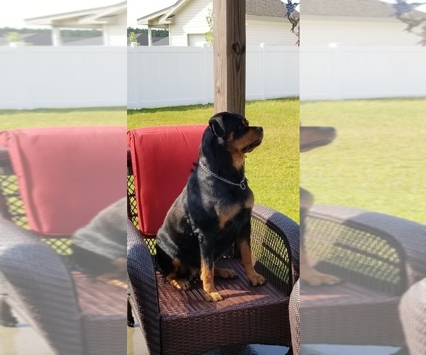 Medium Photo #2 Rottweiler Puppy For Sale in CONWAY, SC, USA