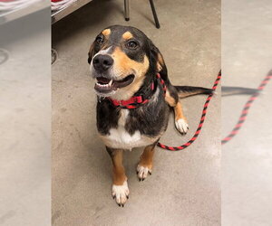 Mutt Dogs for adoption in Waterford, VA, USA