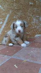 Miniature Australian Shepherd Puppy for sale in SCAPPOOSE, OR, USA