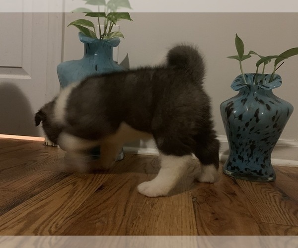 Medium Photo #9 Akita Puppy For Sale in UNION CITY, GA, USA