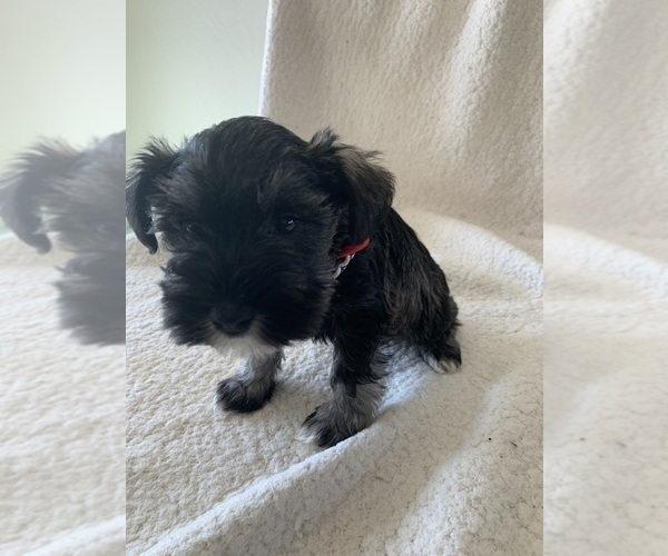 Medium Photo #3 Schnauzer (Miniature) Puppy For Sale in EDMOND, OK, USA