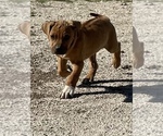 Small Photo #84 Rhodesian Ridgeback Puppy For Sale in MORONGO VALLEY, CA, USA