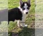 Small Photo #5 Siberian Husky Puppy For Sale in SILEX, MO, USA