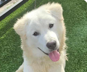 Great Pyrenees-Unknown Mix Dogs for adoption in San Ramon, CA, USA