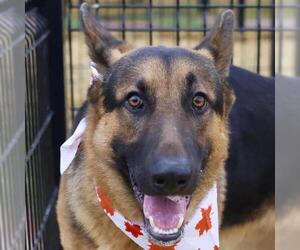 German Shepherd Dog-Unknown Mix Dogs for adoption in San Antonio, TX, USA