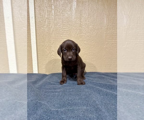 Medium Photo #6 Labrador Retriever Puppy For Sale in FREDERICKSBURG, TX, USA