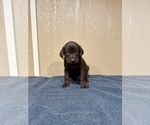 Small #5 Labrador Retriever