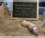 Small Photo #22 Cavachon Puppy For Sale in OLYMPIA, WA, USA
