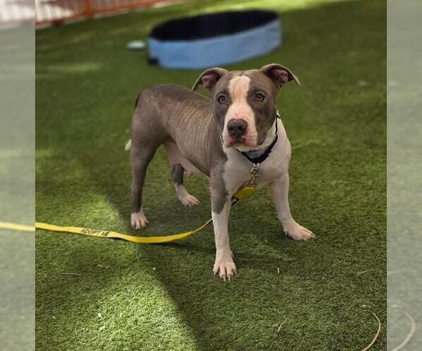 Medium Photo #1 Mutt Puppy For Sale in Las Vegas, NV, USA