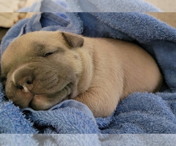 Medium Photo #1 American Bully Puppy For Sale in OLYMPIA, WA, USA