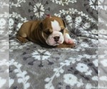 Puppy 5 English Bulldog