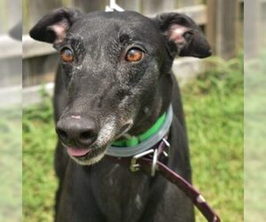 Greyhound Dogs for adoption in Grandville, MI, USA