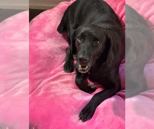 Medium Photo #2 Labrador Retriever-Unknown Mix Puppy For Sale in Jackson Township, NJ, USA