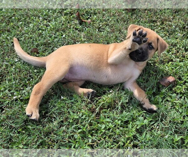 Medium Photo #3 Boxer-Rhodesian Ridgeback Mix Puppy For Sale in Holly Springs, NC, USA