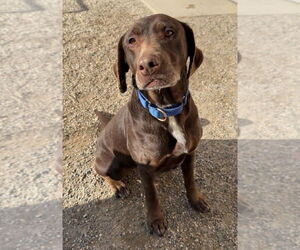 Labrador Retriever-Unknown Mix Dogs for adoption in Bemidji, MN, USA