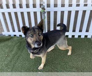 German Shepherd Dog Dogs for adoption in Modesto, CA, USA