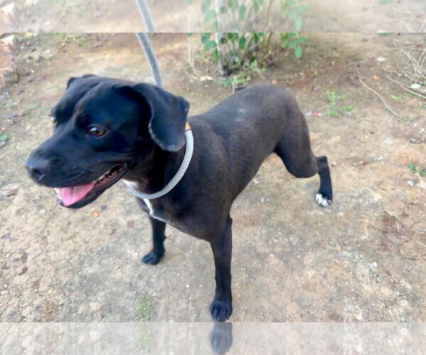 Medium Photo #2 Labrador Retriever-Unknown Mix Puppy For Sale in San Diego, CA, USA