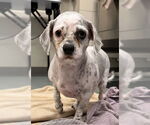 Small #1 Shih Tzu-Spaniel Mix