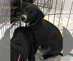 Small Labrador Retriever Mix