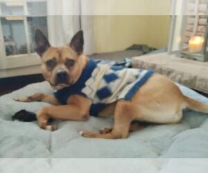 Clyde (bonded to Bonnie) - Male Boxer Dog for Adoption - Photo #9