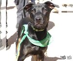 Small Photo #2 Labrador Retriever-Unknown Mix Puppy For Sale in Washington, DC, USA