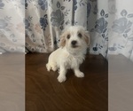 Small #8 Morkie