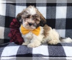 Small Photo #12 Zuchon Puppy For Sale in LAKELAND, FL, USA