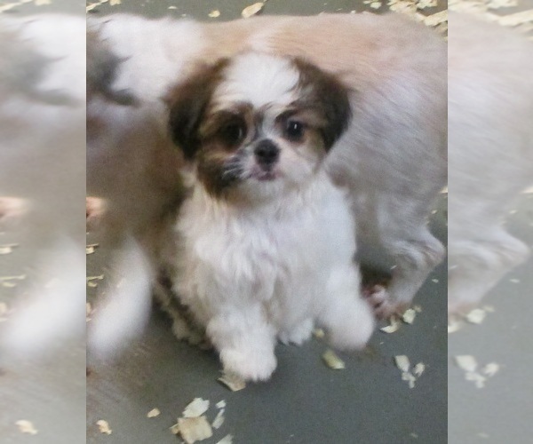 Medium Photo #22 Shih Tzu Puppy For Sale in CARROLLTON, GA, USA