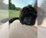 Small Photo #46 Bernedoodle Puppy For Sale in MOULTON, AL, USA