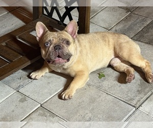 Father of the French Bulldog puppies born on 07/07/2025