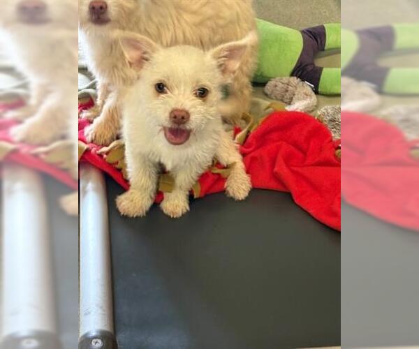 Medium Photo #1 Mutt Puppy For Sale in San Martin, CA, USA