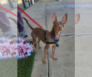 Chihuahua-Unknown Mix Dogs for adoption in Dallas, TX, USA