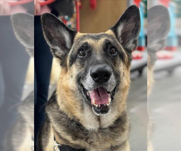 Medium Photo #10 German Shepherd Dog-Unknown Mix Puppy For Sale in Woodland, CA, USA