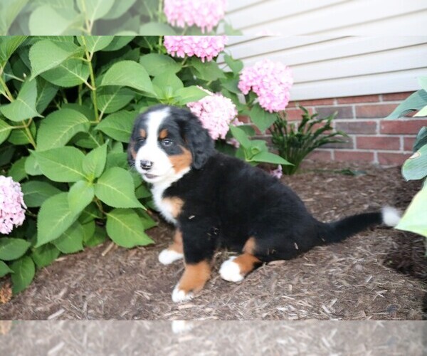 Medium Photo #2 Bernese Mountain Dog Puppy For Sale in WOOSTER, OH, USA