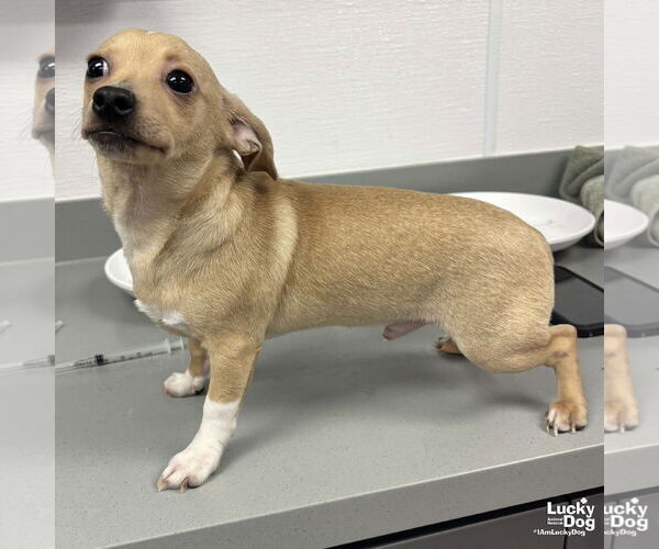 Medium Photo #2 Chihuahua-Unknown Mix Puppy For Sale in Washington, DC, USA