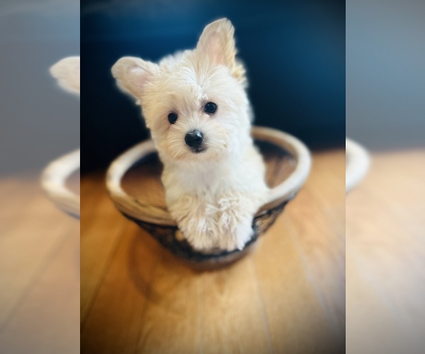 Medium Photo #6 Morkie Puppy For Sale in CROSSVILLE, TN, USA