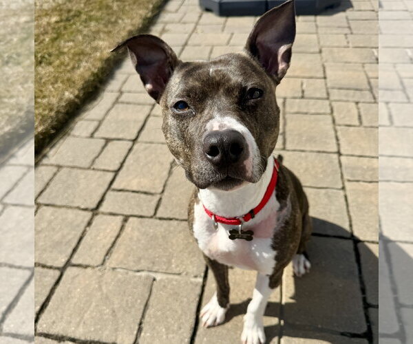 Medium Photo #1 Mutt Puppy For Sale in Fargo, ND, USA