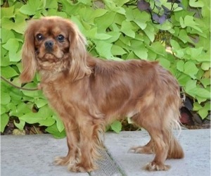 Father of the Cavalier King Charles Spaniel puppies born on 03/10/2024