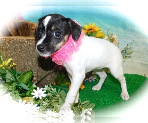 Jack-Rat Terrier Puppy for sale in HAMMOND, IN, USA