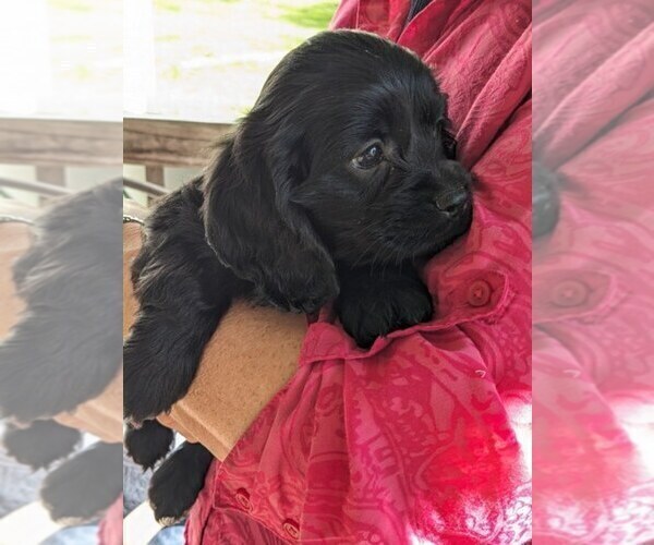 Medium Photo #21 Cock-A-Poo Puppy For Sale in SALEM, MO, USA