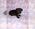 Small #16 Poodle (Toy)