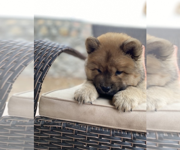Medium Photo #4 Chow Chow Puppy For Sale in EL PASO, TX, USA