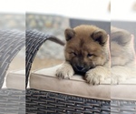Small Photo #4 Chow Chow Puppy For Sale in EL PASO, TX, USA
