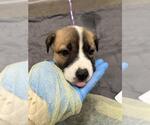 Small Collie Mix