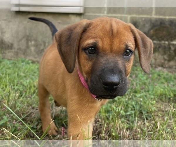 Medium Photo #14 Redbone Coonhound Puppy For Sale in DEXTER, MO, USA